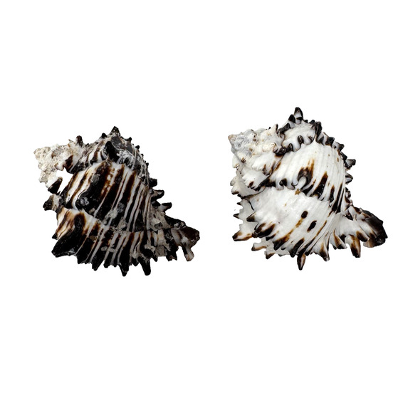 2 Black Murex Shells 3.75-4" Natural Coastal Decor Crafts Air Plant Hermit Crab - Picture 1 of 13